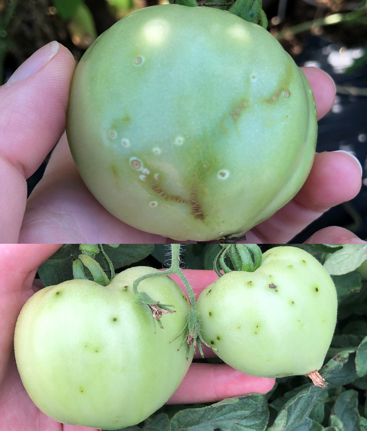 Bacterial diseases on tomatoes